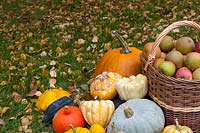 Autumn fall harvest. Pumpkins -Curcubita, squash and basket of apples - Malus domestica in grass among fallen leaves. Including: Australian Blue pumpkin, Patty pan squash, Onion squash, Turk's Turban, Acorn squash, and Celebration squash. Apples are Egremont Russet and Tydeman's Late Orange.