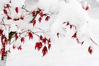 Japanese maple, Acer palmatum 'Osakazuki' in the snow with contrasting red foliage. 