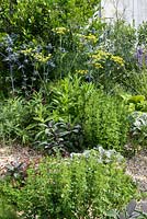 Mediterranean herbs in border - planting includes, Eryngium x zabelii 'Jos Eijking' thyme, marjoram, oregano and sage 
