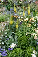 Eremurus, Echinacea 'White Swan', Agastache 'Blackadder', Achillea 'Terracotta' and white Agapanthus - RHS Hampton Court Flower Show 'A space to Connect and Grow' garden 