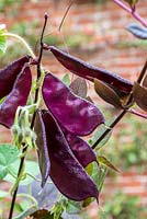 lablab purpureus - Purple Hyacinth bean seed pods