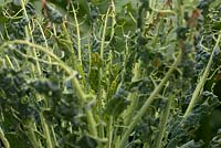 Larvae or caterpillars of Pieris napi destroyed Brassica oleracea - Acephala Group 'Nero di Toscana' kale plant