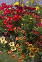 Hanging basket with mixed bedding: Bidens 'Golden Glory', Calibrachoa 'Orange', Begonia semperflorens - red with green leaf, Helichrysum petiolare 'Limelight', Solenostemon syn. Coleus Campfire, Petunia syn. Petchoa Chameletunia - 'Caramel Gold' and 'Cinnamon'
