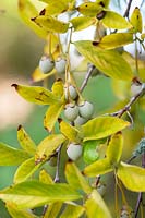 Styrax japonicus - Japanese Snowbell - fruit 
