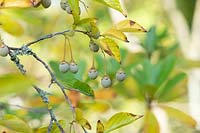 Styrax japonicus - Japanese Snowbell - hanging fruit 
