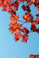 Acer japonicum 'Aconitifolium' - Downy Japanese Maple - leaves against a blue sky