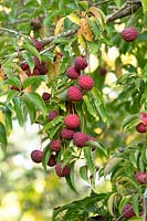 Cornus kousa 'Norman Hadden' - Dogwood - hanging fruit