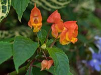 Impatiens Bicaudata - indoor tender flowering perennial of the busy lizzie family.