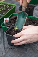 Planting up pepper plants in re-usable plastic pots, in greenhouse. Sweet pepper 'Frigitello'.