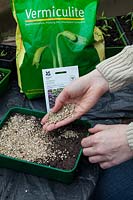 Using Vermiculite to cover sown seeds, Verbena bonariensis, in seed tray in greenhouse.
