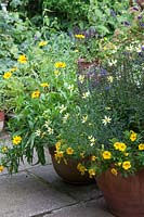 Summer containers planted with Salvia 'New Dimension Blue', Coreopsis 'Sterntaler', Coreopsis verticillata 'Moonbeam' and Calibrachoa 'Callie Deep Yellow'