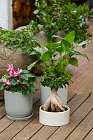A group of three glazed pots, grey and white sittting on a timber deck with a pink flowering cyclamen, Peace lily, and a bonsai fig.