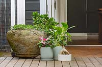 A group of three glazed pots, grey and white sittting on a timber deck with a pink flowering cyclamen, Peace lily, and a bonsai fig in front a semi rustic carved stone pot.