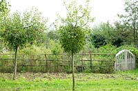 Mistletoe growing in apple trees in front of the flower garden with rustic fence