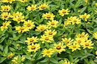 Zinnia marylandica 'Zahara Yellow Improved'