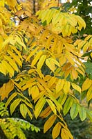 Juglans ailantifolia - Japanese Walnut Tree 