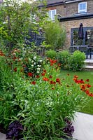 Contemporary garden in West London with artificial lawn - view through borders with Helenium Moerheim Beauty, Hydrangea Vanille Fraise, Prunus Autumnalis Rosea towards house with stone patio.