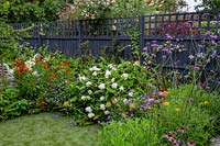 Contemporary garden in West London - borders with Verbena bonariensis, Echinacea Magnus Superior, Helenium Moerheim Beauty, towards artificial lawn.