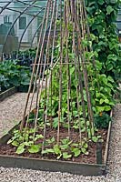 Organic vegetable production in raised beds in polytunnel, plant supports for young runner beans