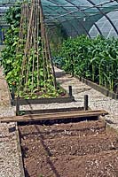 Organic vegetable production in raised beds in polytunnel, beds full of crops in background. In front raised bed, bare soil cultivated in ridges
