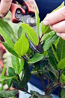 Using secateurs to prune tips of Laurus nobilis - Bay - to form a standard head
