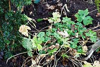 A clump of Geranium phaeum - Mourning Widow - ready for lifting and dividing 