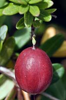 Vaccinium macrocarpon - Cranberry - single ripe berry