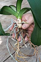 Phalaenopsis re-potting - holding uplifted plant showing root system