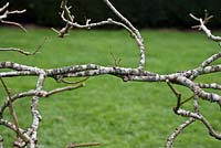 Woven branches and reduced side shoots - Lime tree pleaching 