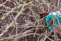 Removing dead and diseased wood from gooseberry bush