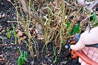 Removing suckers from a Corylus avellana 'Contorta' - twisted hazel