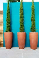 Turquoise feature wall and Cupressus sempervirens Stricta in pots
