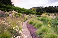 View over planted beds with path in middle. Plants include: Sporobolus heterolepis rising from a carpet of purple Acaena inermis 'Purpurea' amongst tall yellow Patrinia aff. punctiflora, Achillea and dark-leaved Actaea 'Queen of Sheba' 