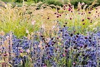 Eryngium bourgatii 'Picos Blue' with deep pink Dianthus carthusianorum and self seeded Linaria 'Canon Went' with Stipa calamagrostis behind 