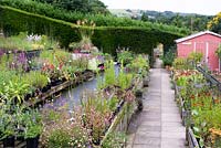 View of nursery showing plant sales, with potted plants on wooden benches, with Taxus - Yew - hedge. Paved path to arch cut in hedge.