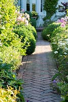 Herringbone brick path leading to house, path framed by clipped Buxus - Box, Rosa - Rose - and white flowered Orlaya grandiflora 