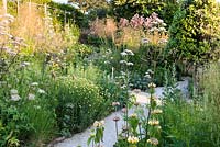 Densely planted borders including grasses Deschampsia caespitosa 'Goldschlier and Stipa gigantea, and herbaceous perennials Phlomis russeliana, Daucus carota, Anthemis tinctoria 'Sauce Hollandaise' and Valeriana officinialis at Sea View, Cornwall, UK in June.