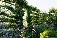 Espaliered hornbeams with Valeriana pyrenaica and clipped box at Sea View, Cornwall, UK in June.