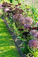 Kitchen garden border with Allium cristophii and Dianthus barbatus 'Nigrescens Group', 'Sooty' at Sea View, Cornwall, UK in June.