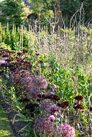 Kitchen garden border with Allium cristophii and Dianthus barbatus 'Nigrescens Group' 'Sooty' at Sea View, Cornwall, UK in June.