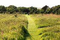 Meadow with mown path leading down to the orchard at Sea View, Cornwall, UK in June.