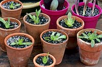 Cuttings of Aeonium 'Zwartkop' in small clay pots on a greenhouse bench