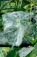 Powdery mildew on a Cucurbit - Cucumber - leaf