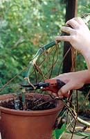 Pruning a Monstera delisiosa - Swiss Cheese Plant - in a pot
