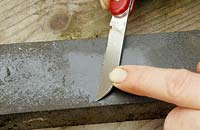A sharp knife is essential when taking shrub and herbaceous plant cuttings. Here an oiled sharpening stone is used.