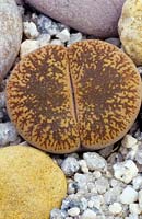 Lithops - Living Stones - on gritty surface
