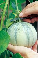 Harvesting Cucumis melo - Melon 'Bastion' by cutting stem with knife