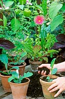 Adding compost to a Gerbera in a pot after planting, along with some finished plants