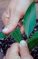 Using a knife to reduce the leaf area of a Laurus nobilis - Bay Tree - cutting