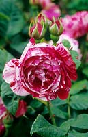 Rosa 'Ferdinand Pichard' - Bourbon Rose - buds and flower with stripes or splashes